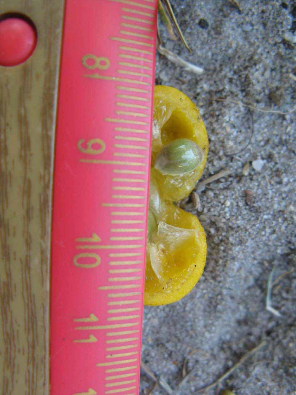            Fruit cross-section (Winter Haven, FL)   